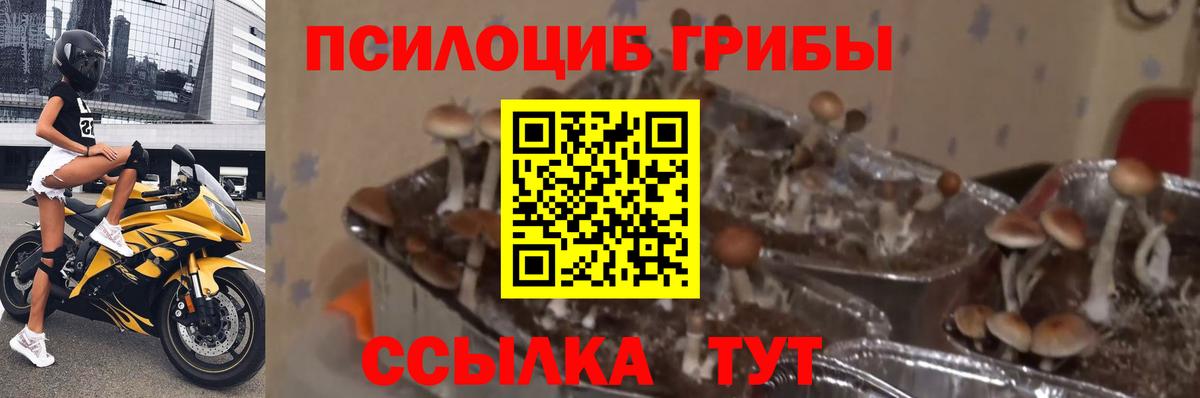 Галлюциногенные грибы MAGIC MUSHROOMS Димитровград